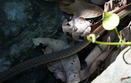 Bronzebacks sighting