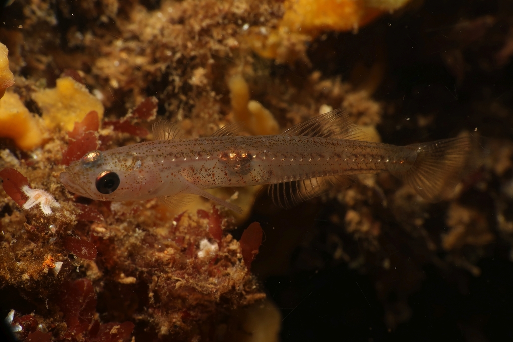 Transparent goby (Aphia minuta) — Gobiidae