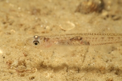 Transparent Goby photo 3