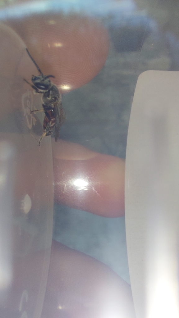 Lasioglossum nigripes