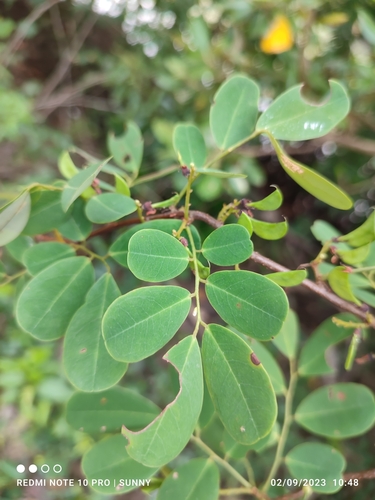 Dalbergia candenatensis iNat (1)