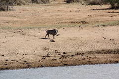 Phacochoerus africanus