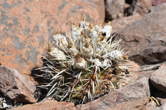 Parodia mammulosa