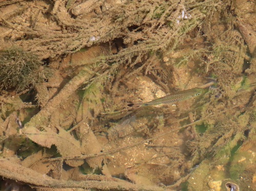 Common rasbora (Rasbora vulgaris) — Cyprinidae — 4