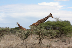 Giraffa camelopardalis reticulata
