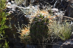 Trichocereus candicans