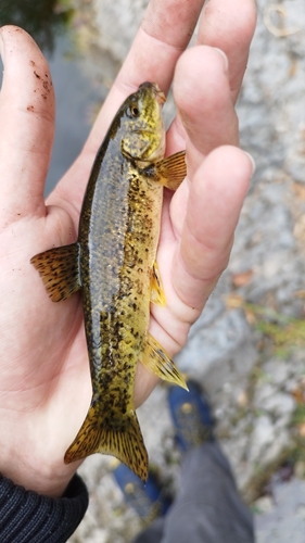 Mediterranean barbel (Barbus meridionalis) — Cyprinidae — 2