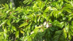 Excoecaria cochinchinensis