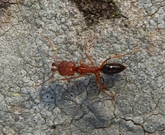 Odontomachus clarus