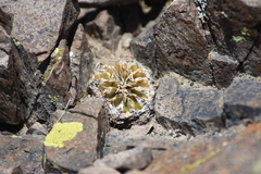Parodia erinaceus