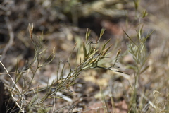 Nierembergia rigida
