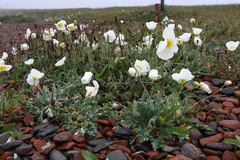 Papaver sokolovskajae