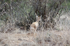 Raphicerus campestris neumanni