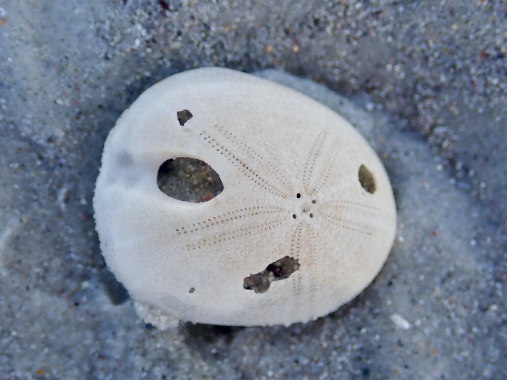 Apatopygus recens