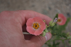 Sphaeralcea miniata