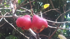 Syzygium aqueum