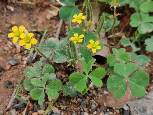 Creeping Woodsorrel