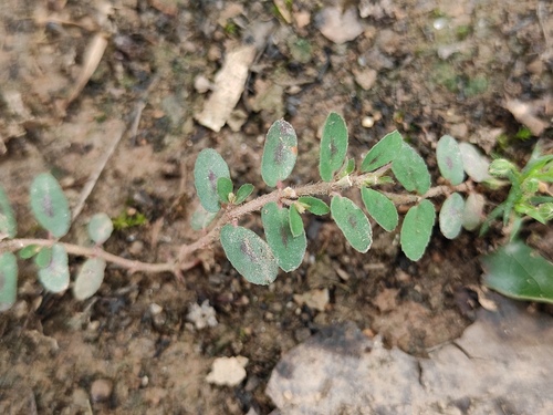 Spotted spurge