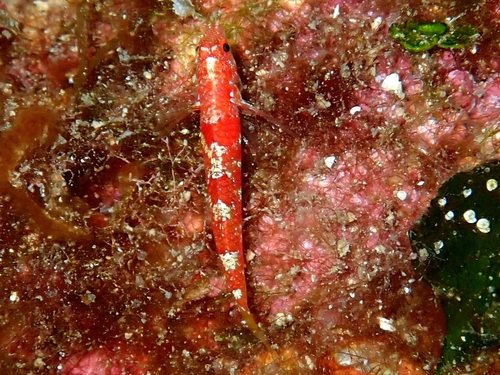 Grotgrondel (Speleogobius trigloides) — Gobiidae — 3