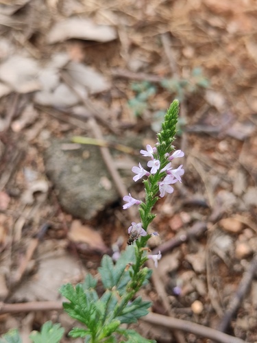 Common vervain