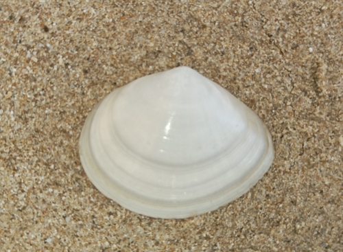 Representative image of Scrobicularia cottardii