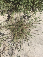 Pectocarya heterocarpa