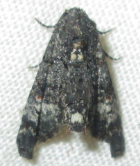 Marathyssa albidisca