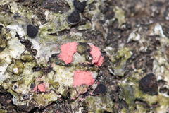 Marchandiomyces corallinus image
