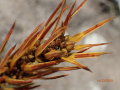 Aciphylla trifoliolata