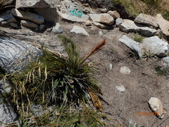 Aciphylla trifoliolata