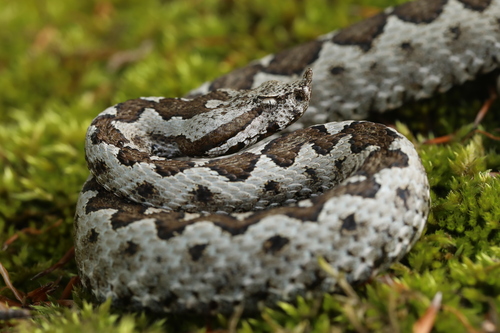 Long-nosed Viper, photo 6 of 7