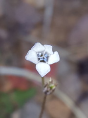 Gilia mexicana