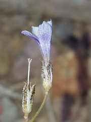 Gilia mexicana