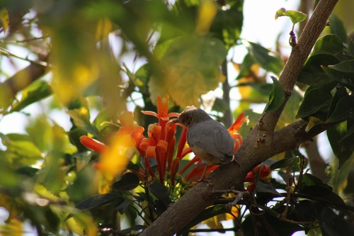 Red-faced Crombec (Sylvietta whytii)