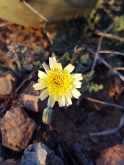 Malacothrix fendleri