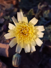 Malacothrix fendleri