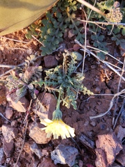 Malacothrix fendleri