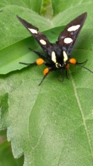Androloma disparata