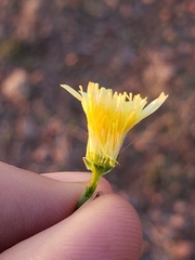 Malacothrix fendleri