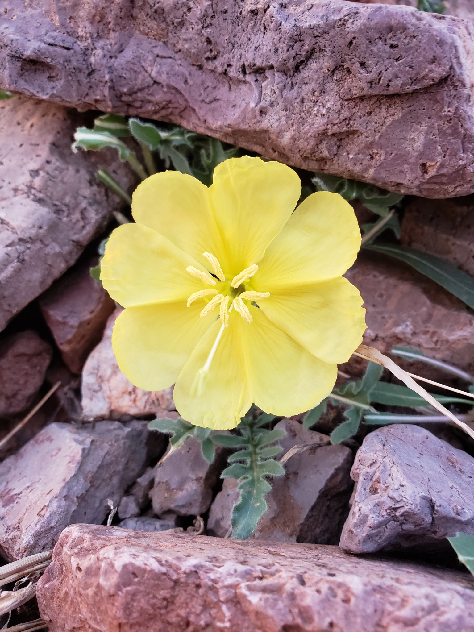 Oenothera primiveris