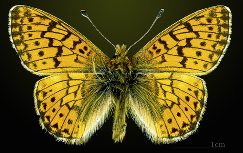 Mountain Fritillary photo 2