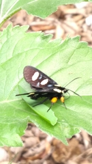 Androloma disparata