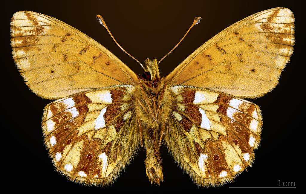 Mountain Fritillary