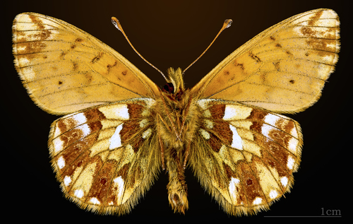 Mountain Fritillary