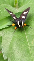 Androloma disparata