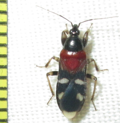 Prostemmatinae