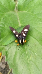 Androloma disparata