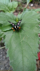 Androloma disparata
