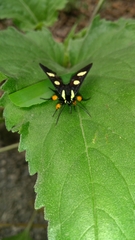 Androloma disparata