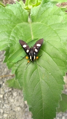Androloma disparata